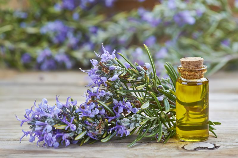 Cultura de Plantas Aromáticas, Condimentares e Medicinais em MPB – Programação, Organização e Orientação | 50 Horas