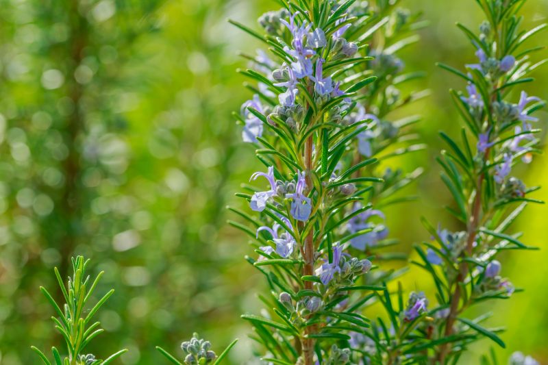 Cultura de Plantas Aromáticas, Condimentares e Medicinais em MPB – Programação, Organização e Orientação | B-learning | 50 Horas
