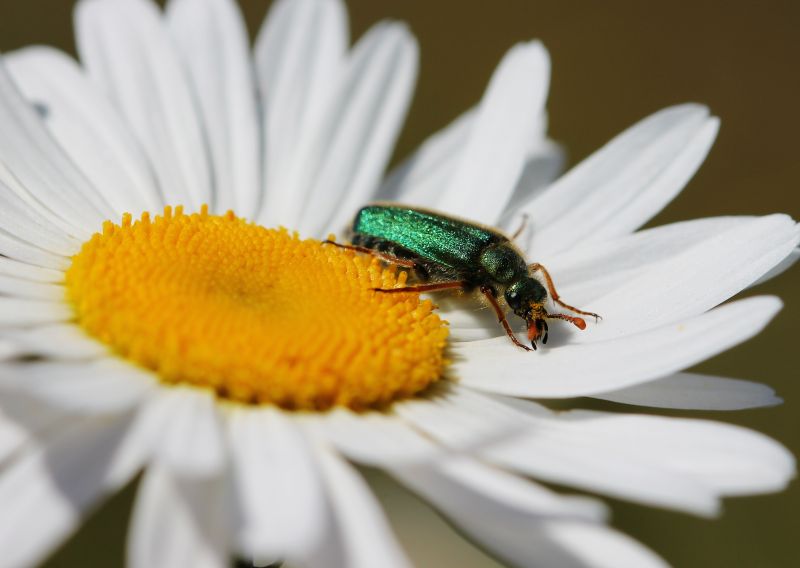 Modo de Produção Biológico