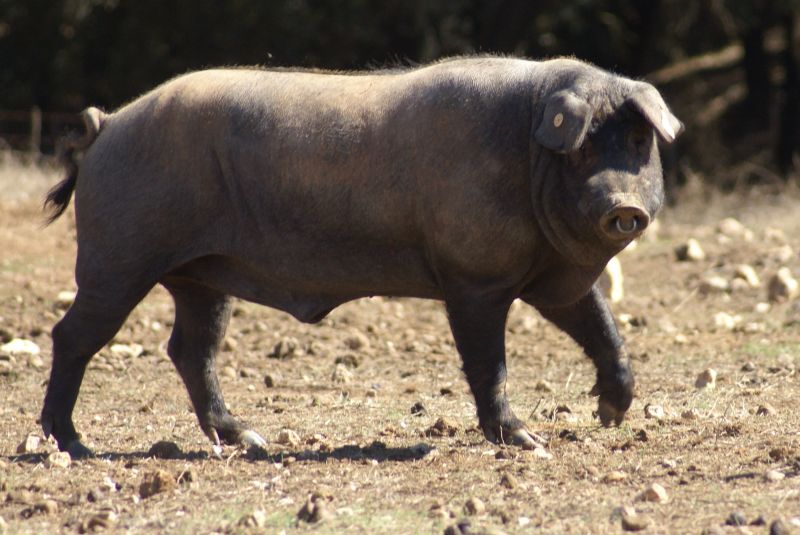 Complemento de Formação em Proteção dos Animais em Transporte de Curta Duração-Suínos | 6 Horas