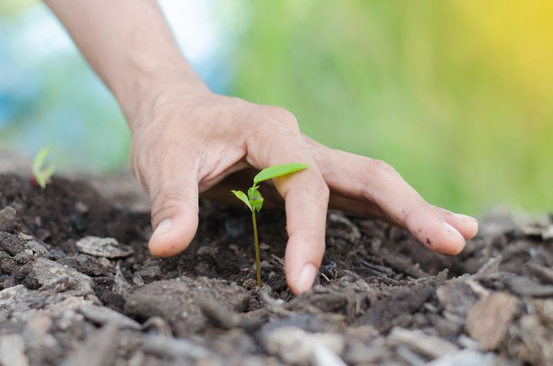 Agricultura Sustentável | E-learning | 50 Horas