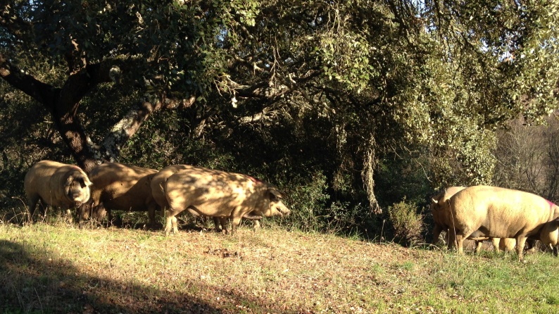 Proteção de Ruminantes e Equinos em Transporte de Curta Duração + Complemento de Suínos | 24 Horas