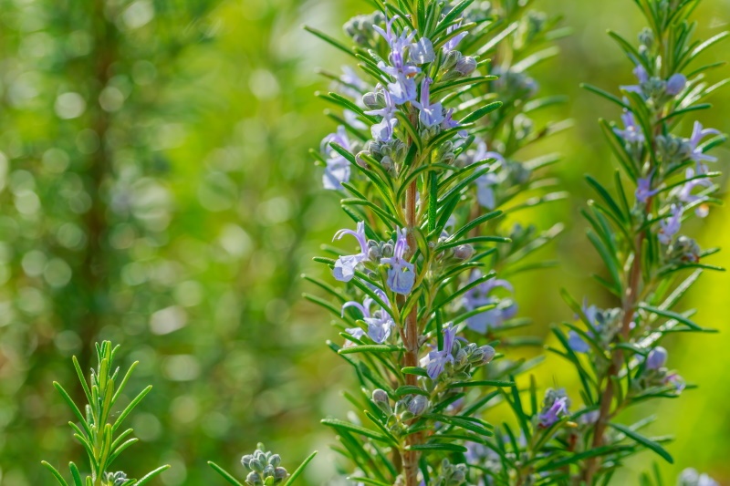 Cultura de Plantas Aromáticas, Medicinais e Condimentares | 25 H | E-learning