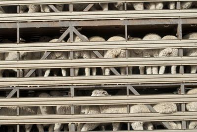 Proteção de Ruminantes e Equinos em Transporte de Curta Duração | 18 Horas