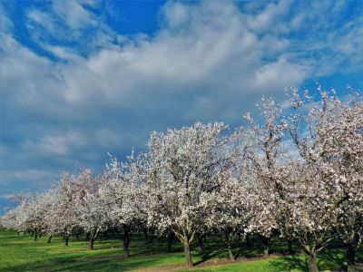 Cultura da Amendoeira - Programação, Organização e Orientação | 25 Horas