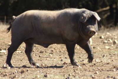Complemento de Formação em Proteção dos Animais em Transporte de Curta Duração-Suínos | 6 Horas