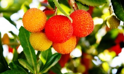 Operações Culturais de Implantação, Condução, Manutenção e Colheita de Pomares - Medronho | 50 Horas