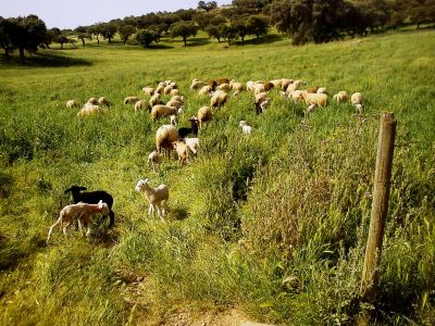 APOIO PECUÁRIO EXTRAORDINÁRIO - INCÊNDIOS RURAIS 2025