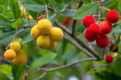 Operações Culturais de Implantação, Condução, Manutenção e Colheita de Pomares - Medronho | B-learning | 50 Horas