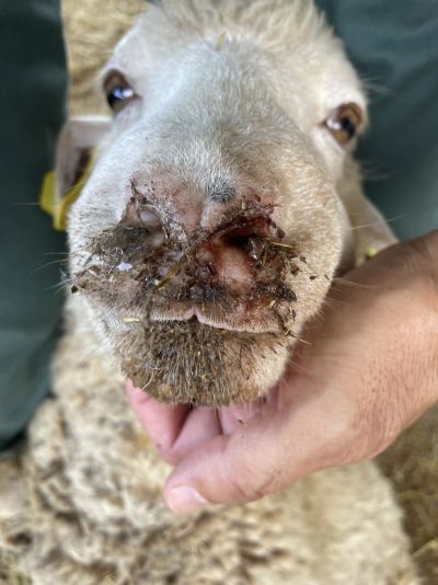 Agricultores do Baixo Alentejo escrevem ao Ministro a reclamar soluções para as consequências da doença da Língua Azul e condições para o setor pecuário