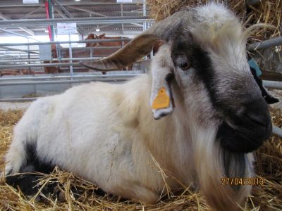 Febre aftosa com novos casos