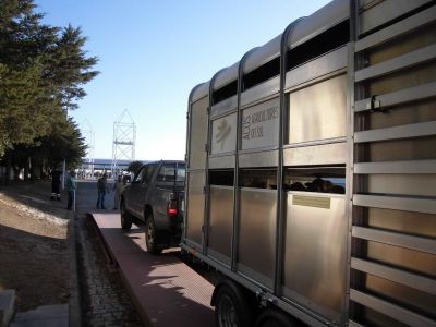 Proteção de Ruminantes e Equinos em Transporte de Longa Duração | 25 Horas